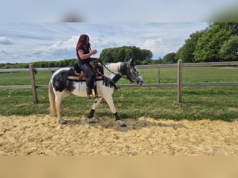 Pintos Stute 4 Jahre 154 cm  in Linkenbach