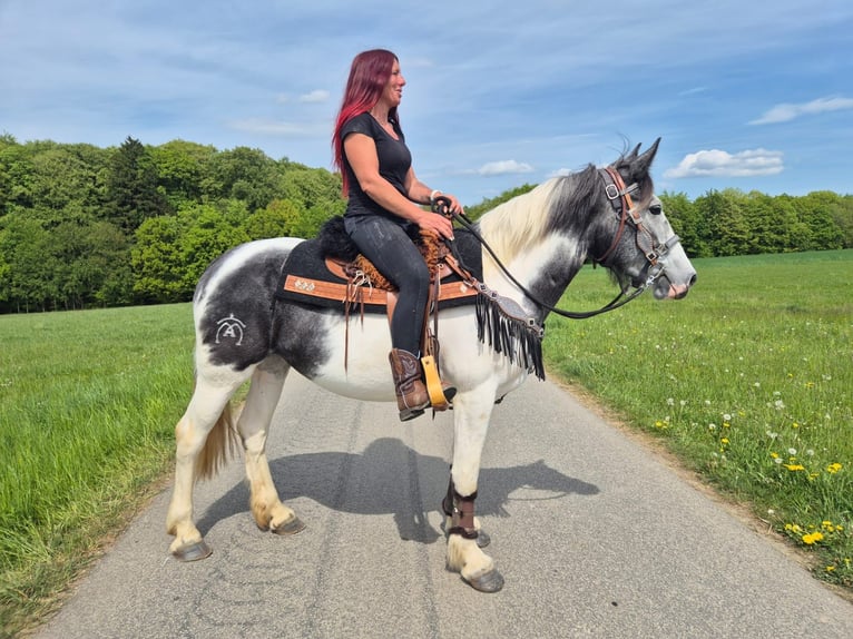 Pintos Stute 4 Jahre 154 cm  in Linkenbach