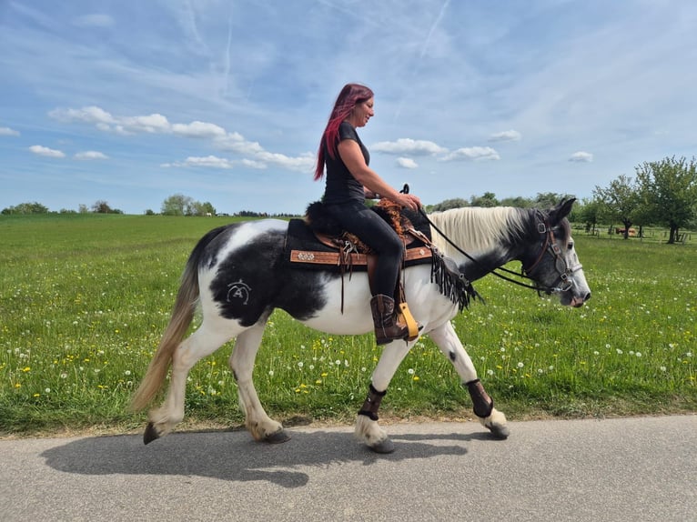 Pintos Stute 4 Jahre 154 cm  in Linkenbach