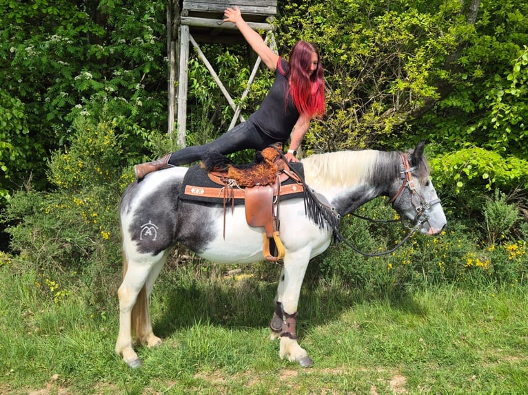 Pintos Stute 4 Jahre 154 cm  in Linkenbach