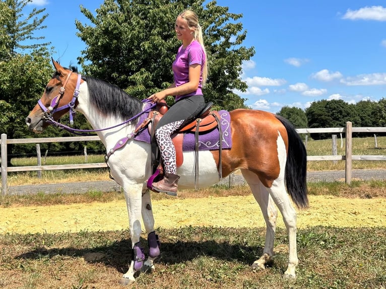 Pintos Stute 4 Jahre 157 cm Schecke in Linkenbach