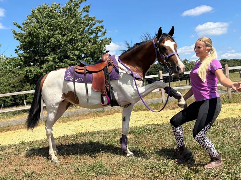 Pintos Stute 4 Jahre 157 cm Schecke in Linkenbach