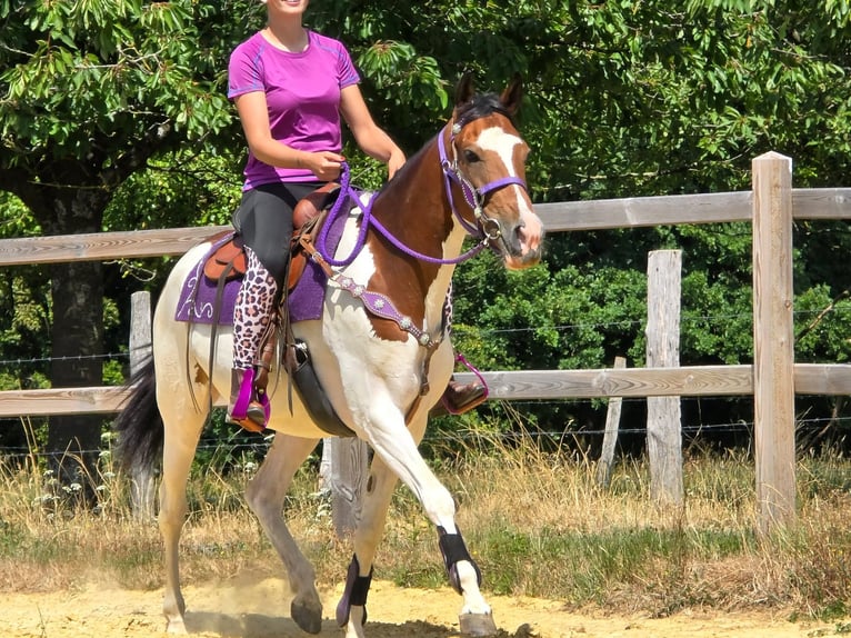 Pintos Stute 4 Jahre 157 cm Schecke in Linkenbach