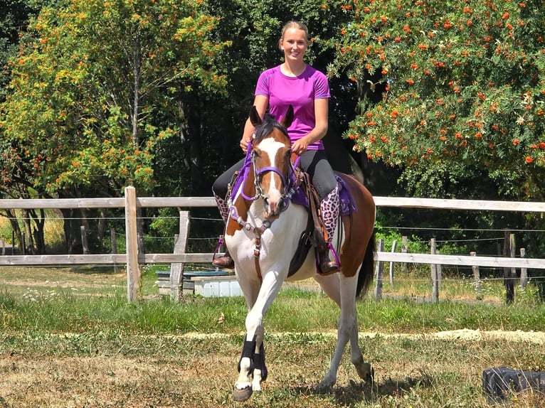 Pintos Stute 4 Jahre 157 cm Schecke in Linkenbach