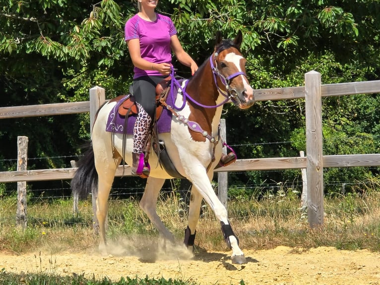 Pintos Stute 4 Jahre 157 cm Schecke in Linkenbach