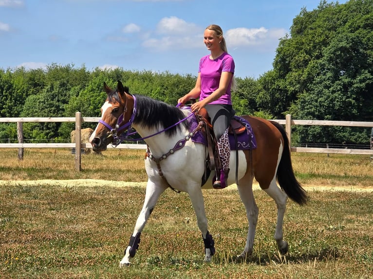 Pintos Stute 4 Jahre 157 cm Schecke in Linkenbach