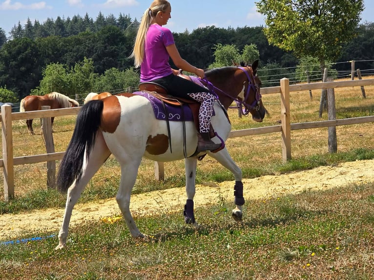 Pintos Stute 4 Jahre 157 cm Schecke in Linkenbach