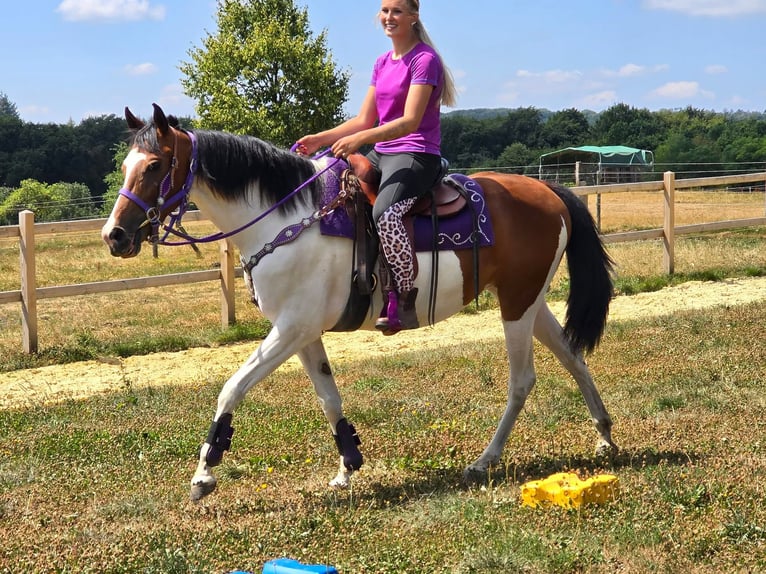 Pintos Stute 4 Jahre 157 cm Schecke in Linkenbach