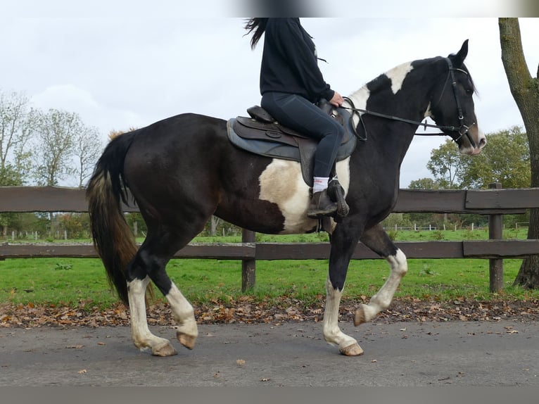 Pintos Stute 4 Jahre 158 cm Schecke in Lathen Pintos Stute 4 Jahre 158 cm Schecke in Lathen