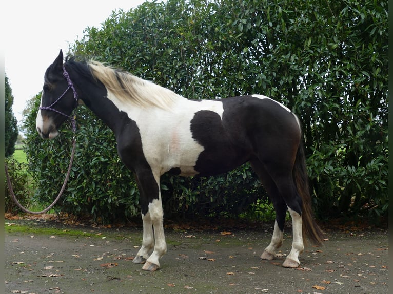 Pintos Stute 4 Jahre 158 cm Schecke in Lathen Pintos Stute 4 Jahre 158 cm Schecke in Lathen