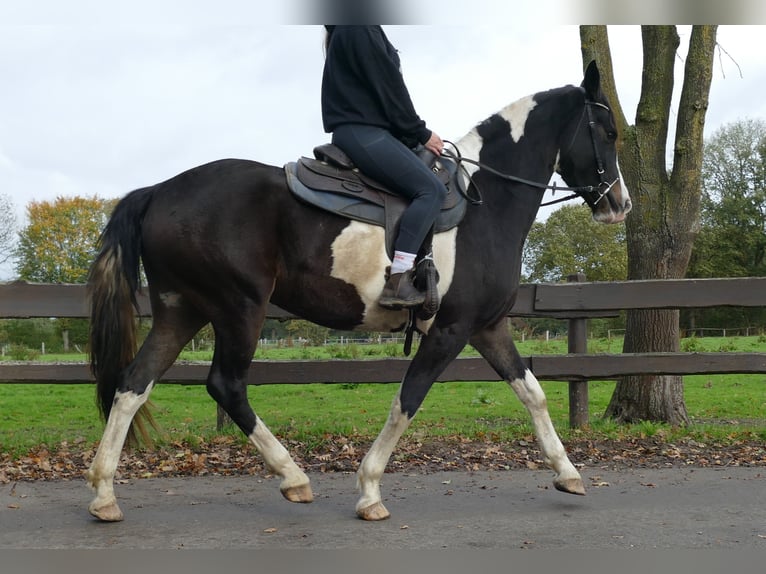 Pintos Stute 4 Jahre 158 cm Schecke in Lathen Pintos Stute 4 Jahre 158 cm Schecke in Lathen