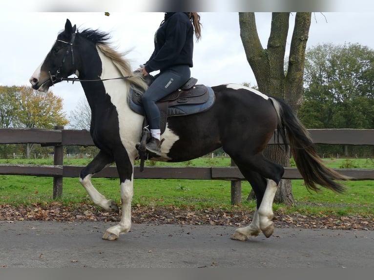 Pintos Stute 4 Jahre 158 cm Schecke in Lathen Pintos Stute 4 Jahre 158 cm Schecke in Lathen