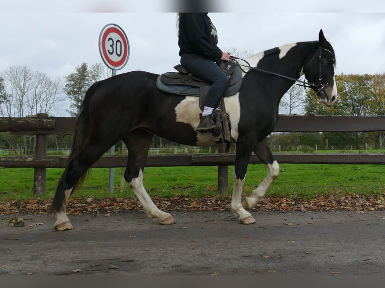 Pintos Stute 4 Jahre 158 cm Schecke in Lathen Pintos Stute 4 Jahre 158 cm Schecke in Lathen