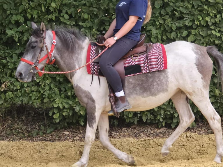 Pintos Stute 5 Jahre 136 cm Schecke in Linkenbach