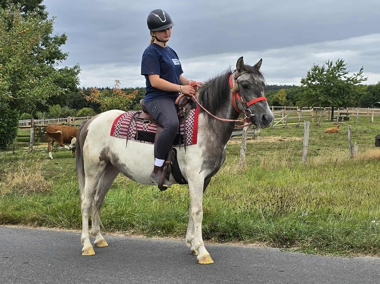 Pintos Stute 5 Jahre 136 cm Schecke in Linkenbach