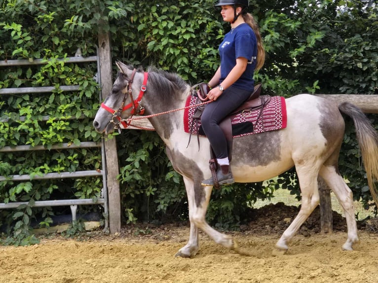 Pintos Stute 5 Jahre 136 cm Schecke in Linkenbach