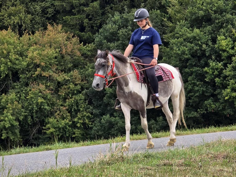 Pintos Stute 5 Jahre 136 cm Schecke in Linkenbach