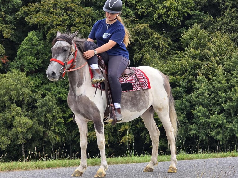 Pintos Stute 5 Jahre 136 cm Schecke in Linkenbach