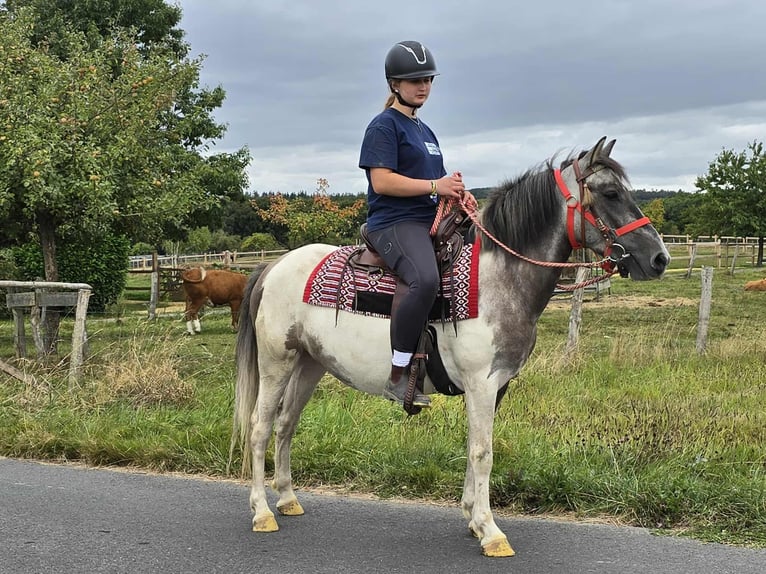 Pintos Stute 5 Jahre 136 cm Schecke in Linkenbach