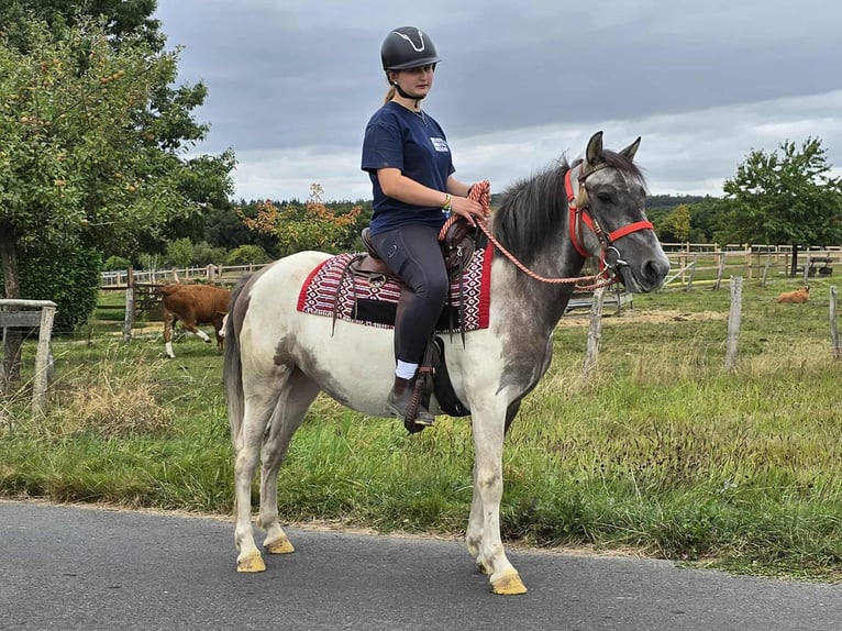 Pintos Stute 5 Jahre 136 cm Schecke in Linkenbach