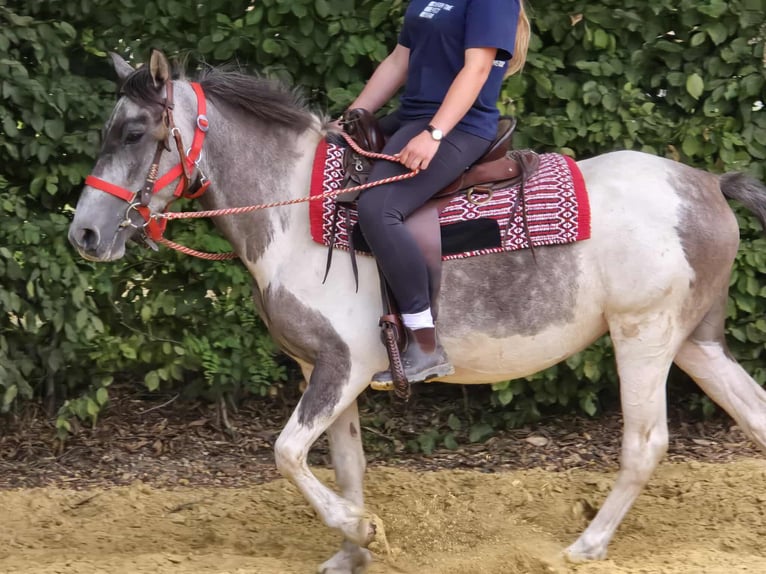 Pintos Stute 5 Jahre 136 cm Schecke in Linkenbach