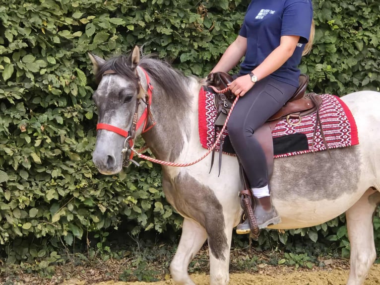 Pintos Stute 5 Jahre 136 cm Schecke in Linkenbach