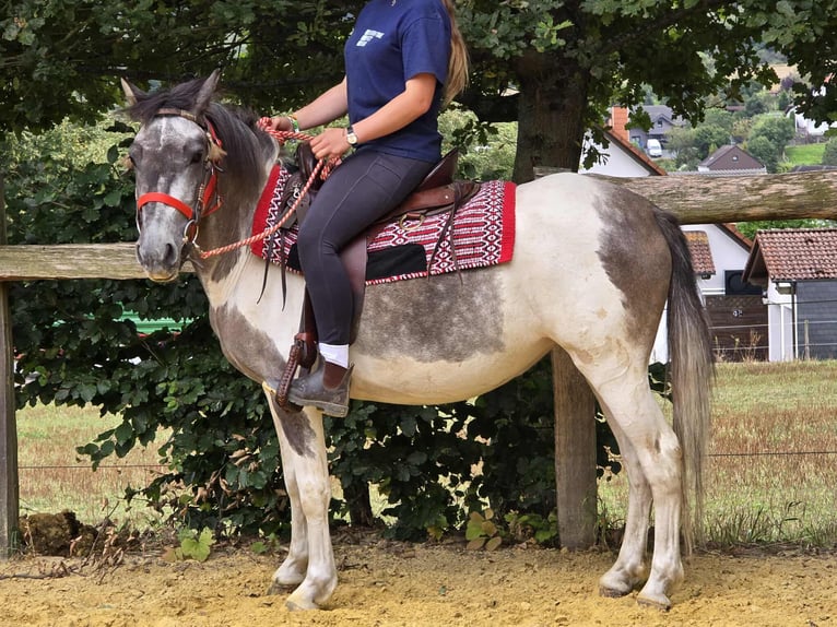 Pintos Stute 5 Jahre 136 cm Schecke in Linkenbach