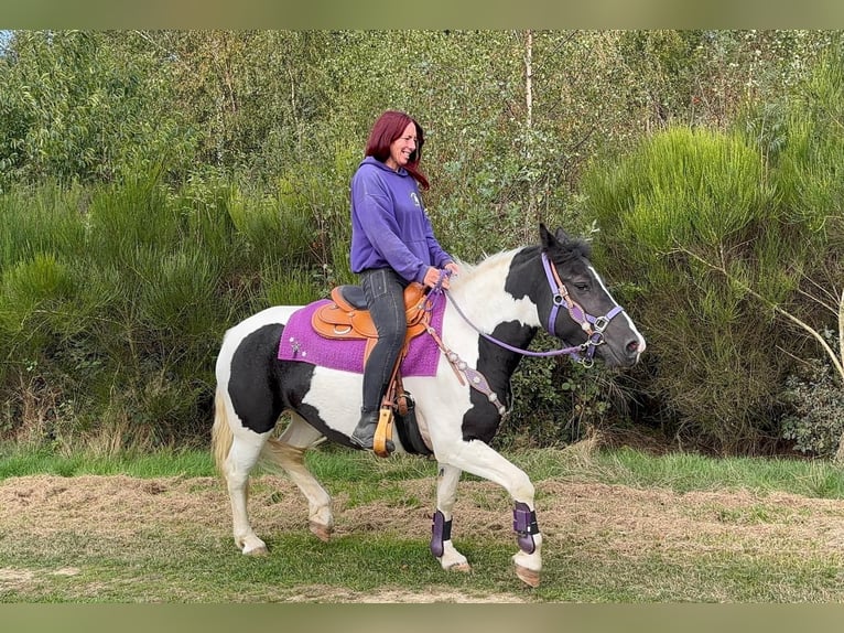 Pintos Stute 5 Jahre 148 cm Schecke in Linkenbach