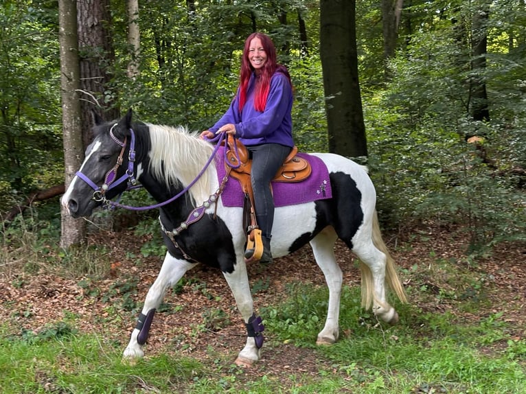 Pintos Stute 5 Jahre 148 cm Schecke in Linkenbach