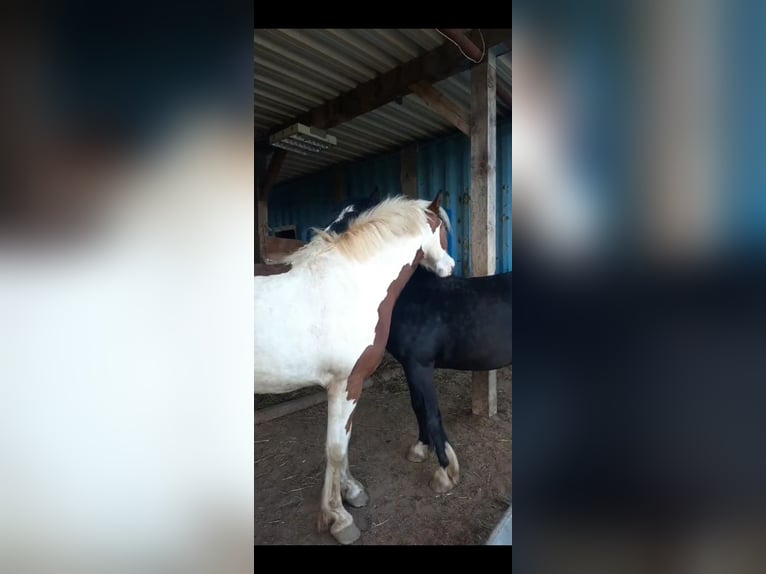 Pintos Stute 5 Jahre 150 cm Schecke in Lauterhofen