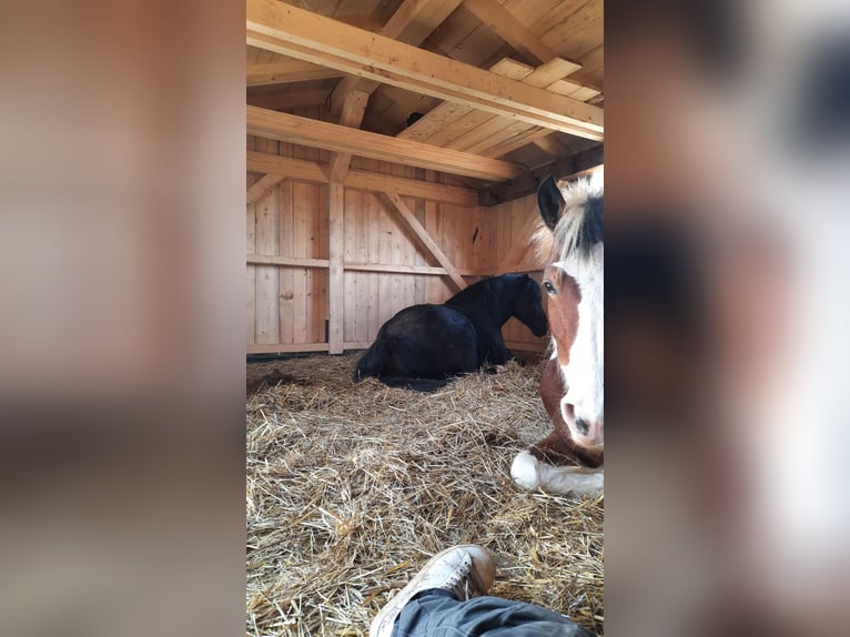 Pintos Stute 5 Jahre 150 cm Schecke in Lauterhofen