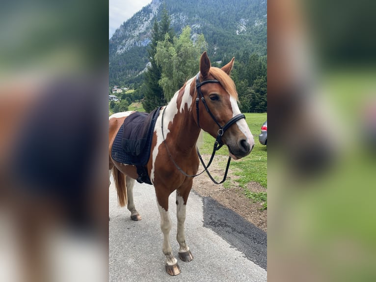 Pintos Stute 5 Jahre 155 cm Schecke in Bad Bleiberg
