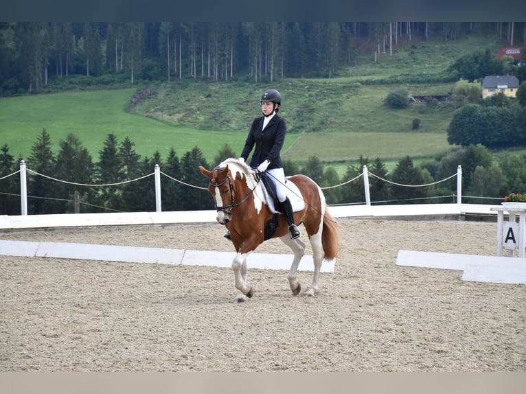 Pintos Stute 5 Jahre 155 cm Schecke in Bad Bleiberg