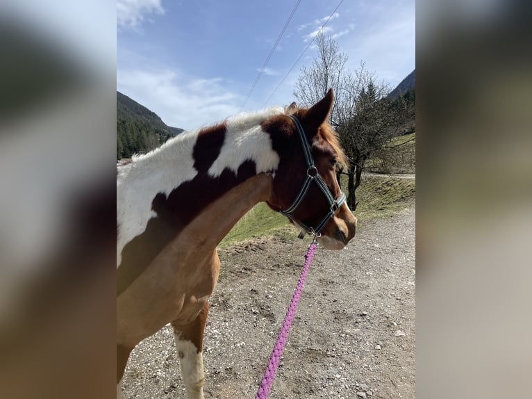 Pintos Stute 5 Jahre 155 cm Schecke in Bad Bleiberg