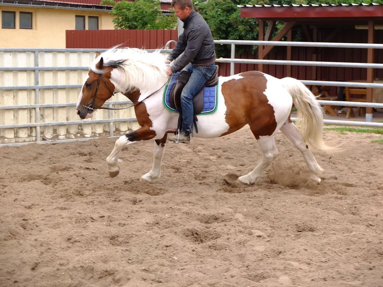 Pintos Mix Stute 5 Jahre 155 cm Schecke in Buttstädt