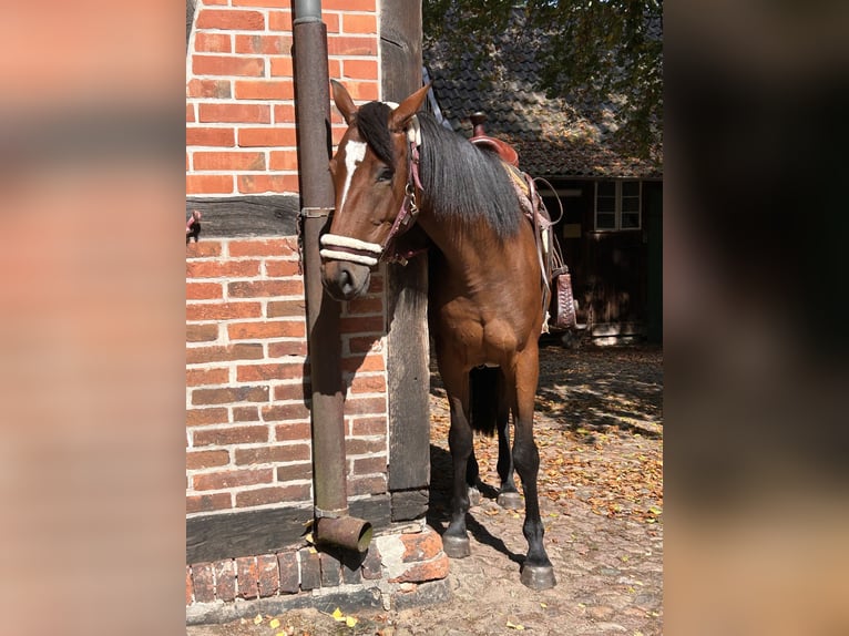 Pintos Mix Stute 5 Jahre 160 cm Brauner in Walsrode