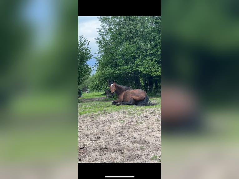 Pintos Mix Stute 5 Jahre 160 cm Brauner in Walsrode