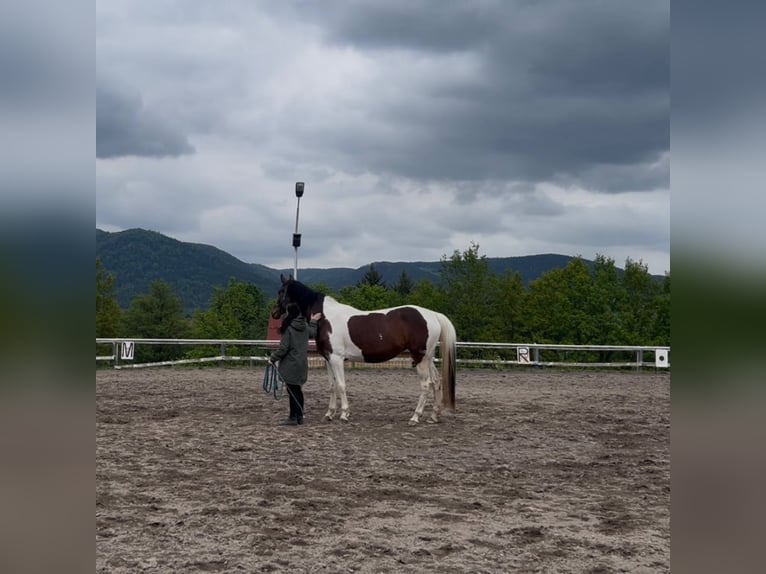 Pintos Stute 5 Jahre 163 cm Schecke in Loseneggeramt