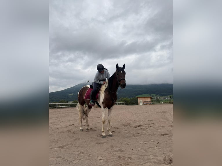 Pintos Stute 5 Jahre 163 cm Schecke in Loseneggeramt