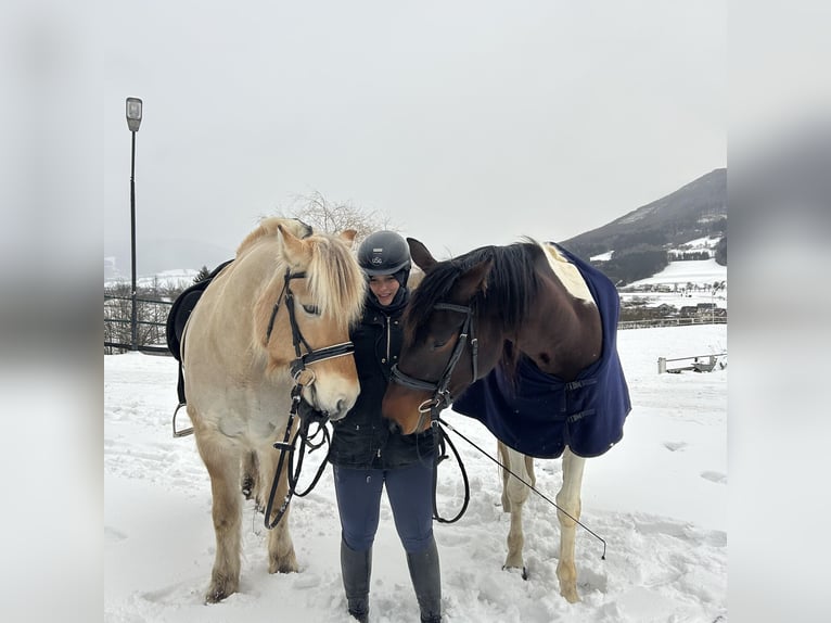 Pintos Stute 5 Jahre 163 cm Schecke in Loseneggeramt