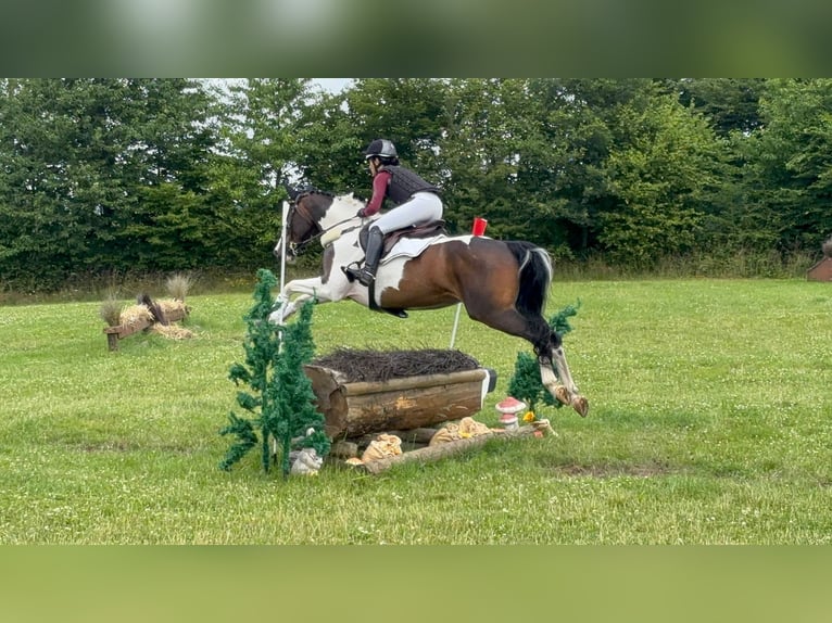 Pintos Stute 5 Jahre 169 cm Schecke in Rausdorf