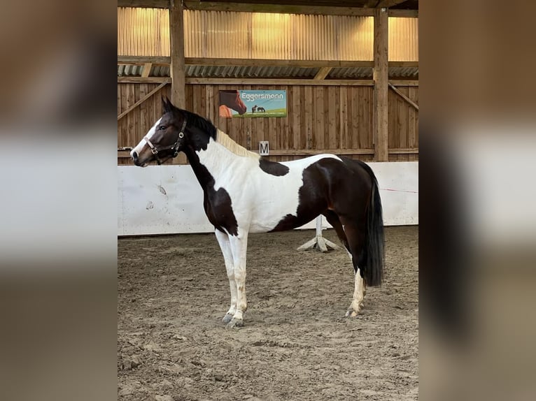 Pintos Stute 5 Jahre 169 cm Schecke in Rausdorf