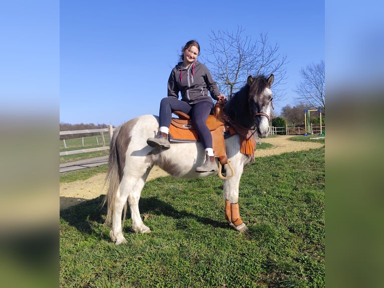 Pintos Stute 6 Jahre 136 cm Schecke in Linkenbach