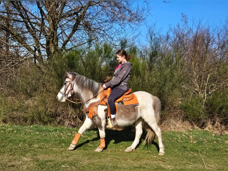 Pintos Stute 6 Jahre 136 cm Schecke in Linkenbach