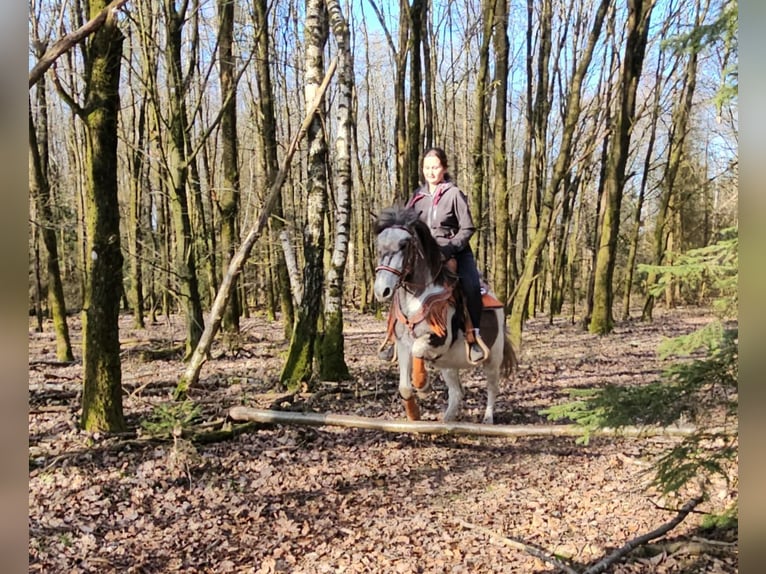 Pintos Stute 6 Jahre 136 cm Schecke in Linkenbach