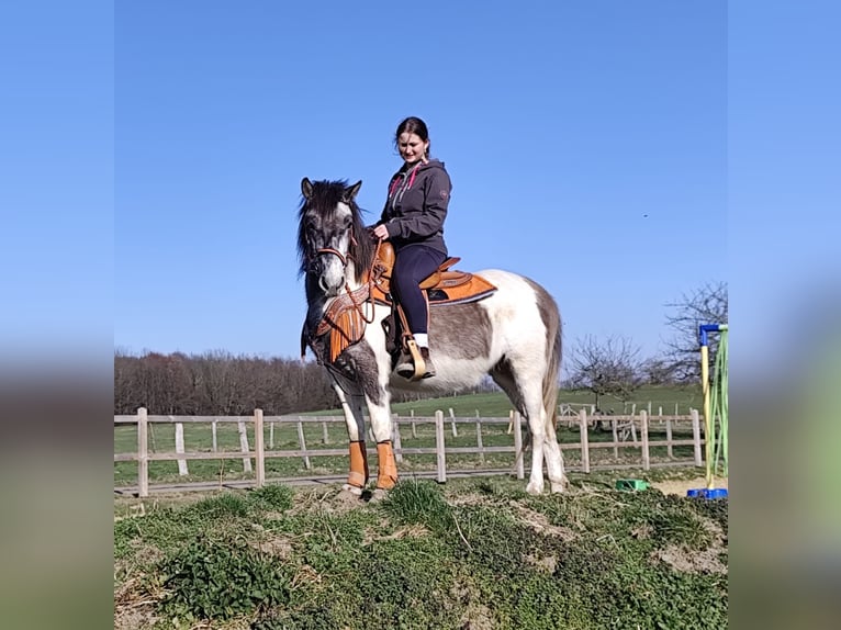 Pintos Stute 6 Jahre 136 cm Schecke in Linkenbach