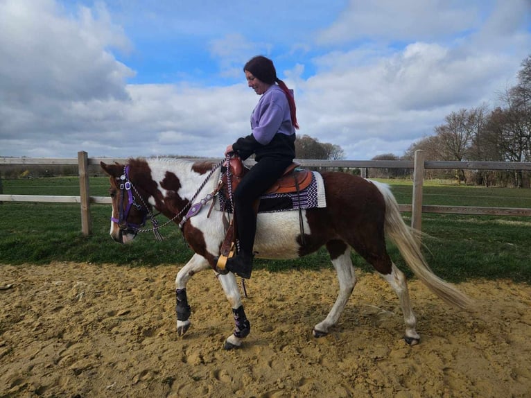 Pintos Stute 6 Jahre 140 cm Schecke in Linkenbach