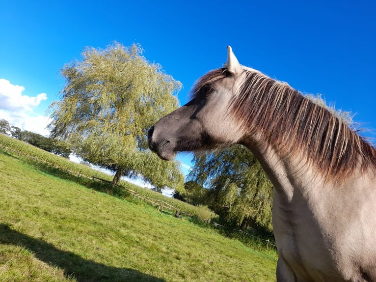 Pintos Mix Stute 6 Jahre 145 cm Grullo in Nottuln