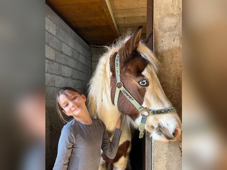 Pintos Stute 6 Jahre 145 cm Schecke in Nickelsdorf
