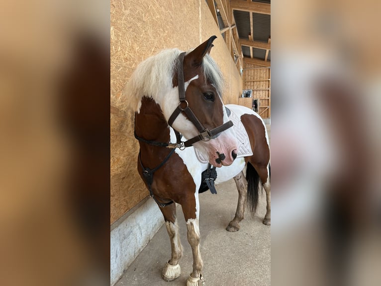 Pintos Stute 6 Jahre 146 cm Schecke in F&#xFC;rth